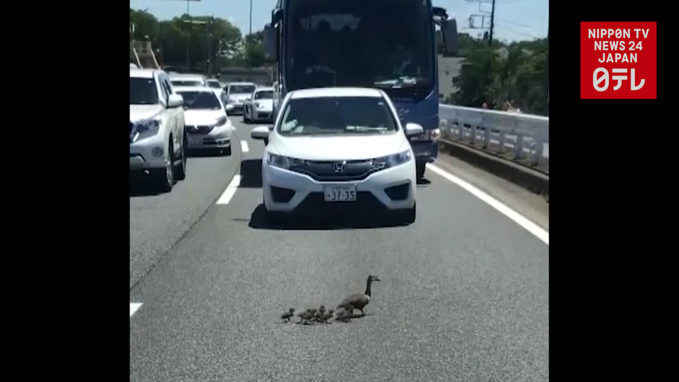 Spot-billed ducks stop traffic