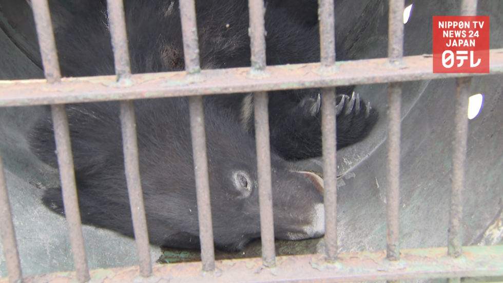 Curious bear captured in warehouse  