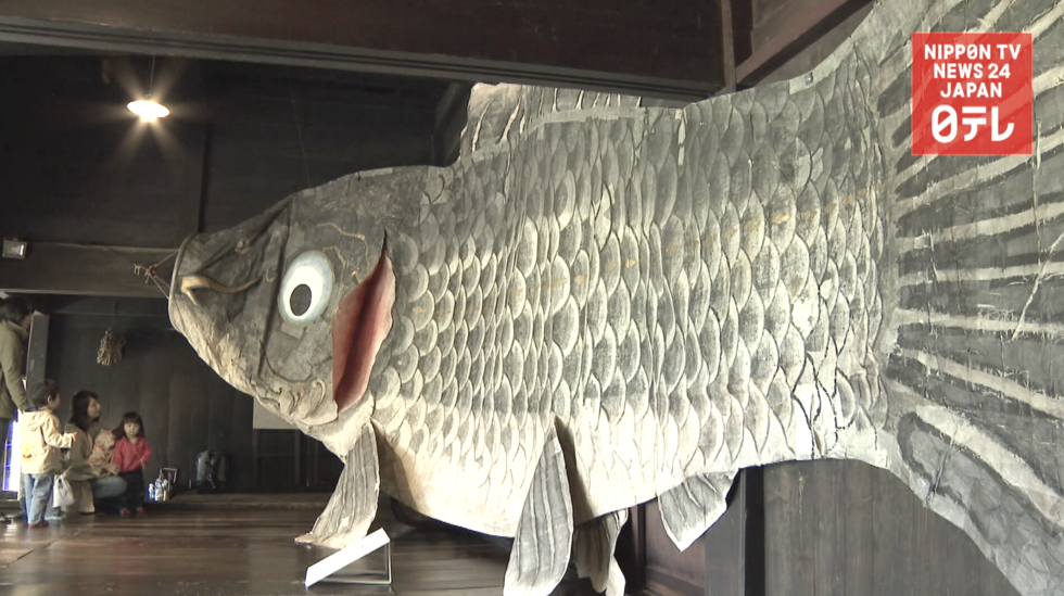 Giant koinobori on display  