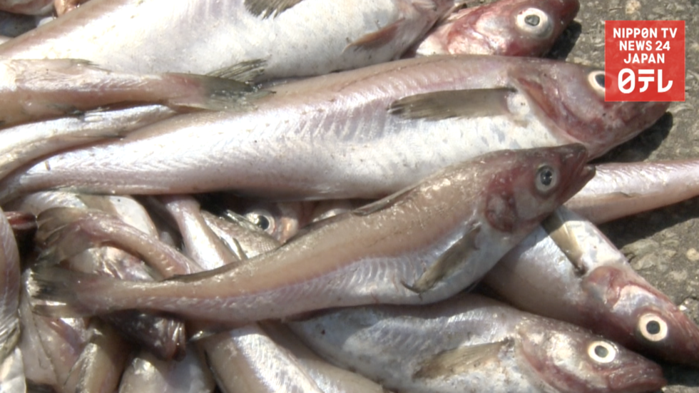 Fishy find on the road   