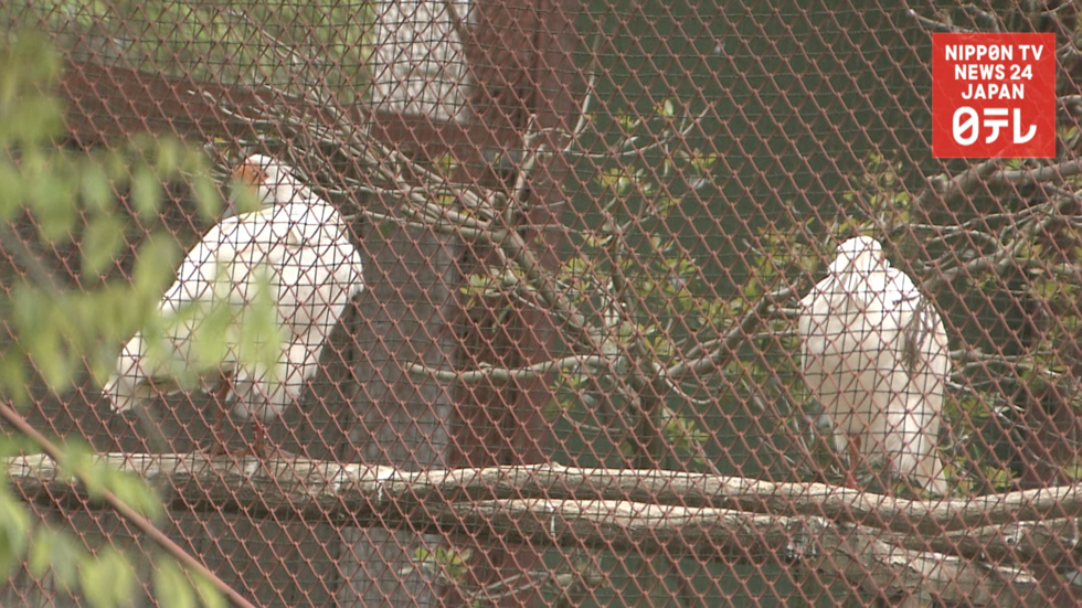 China to offer Japan crested ibises  
