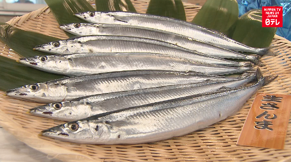 Year's first saury auction in tsunami-hit Kesennuma 