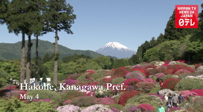 Spring flowers adorn Hakone 