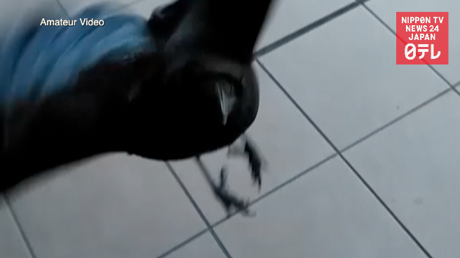 Crow hassling Tokyo commuters  