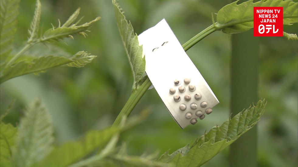 Empress begins last traditional silk farming