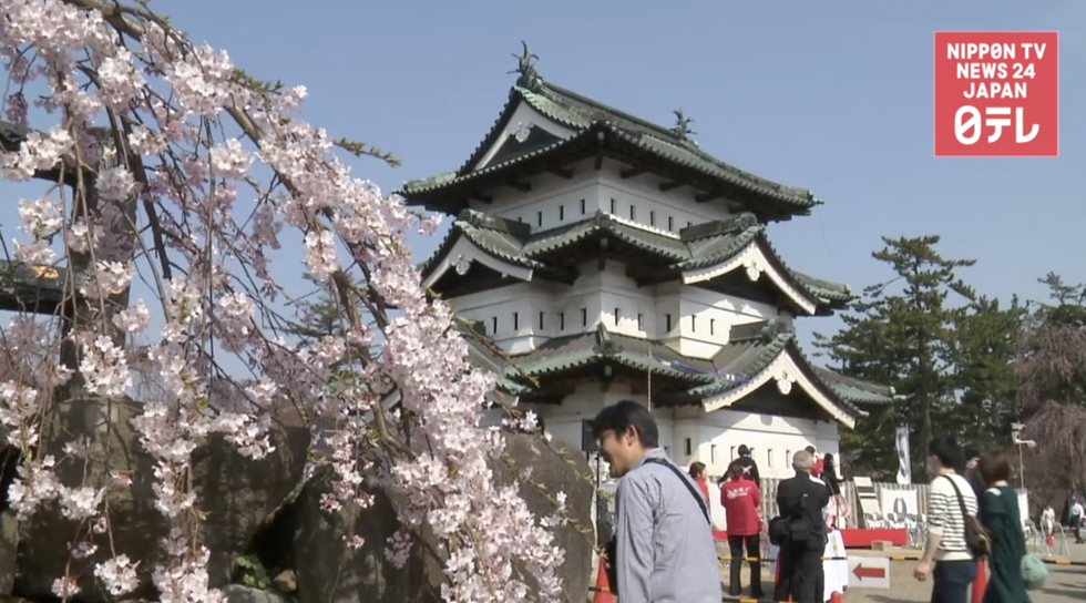 Visitors pack Hirosaki cherry blossom festival 