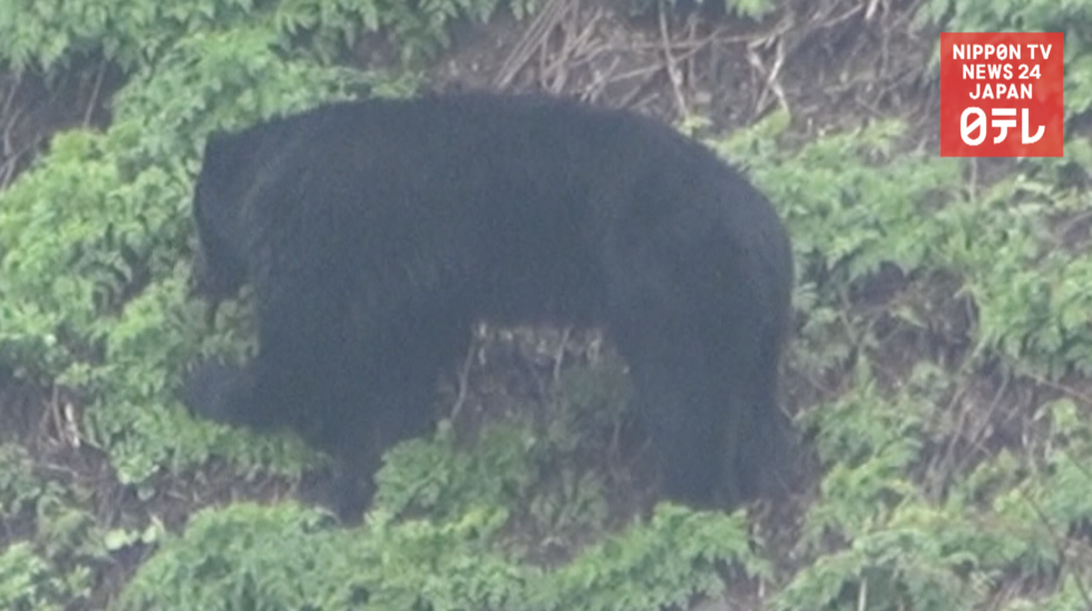 Bears emerge from hibernation  