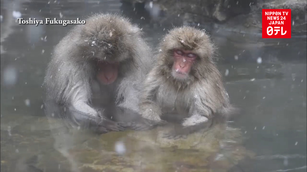Hot spring relieves monkeys of stress