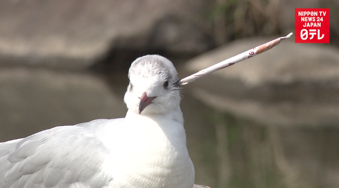 Gull seems healthy despite arrow in head 