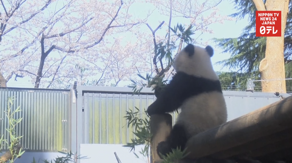 Xiang Xiang enjoys spring blossoms  