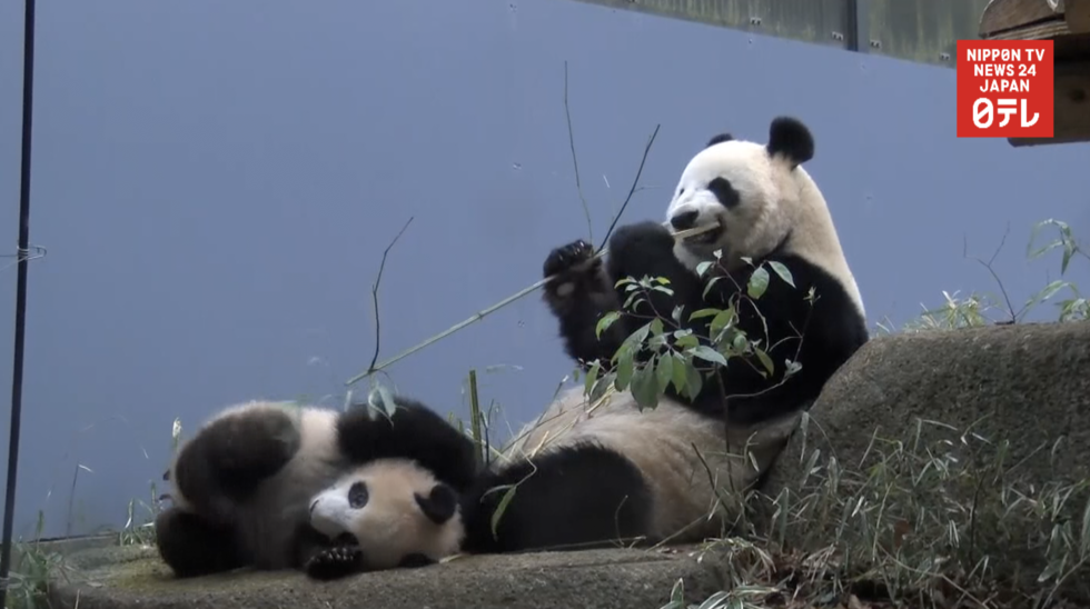 Japan asked China for another panda 