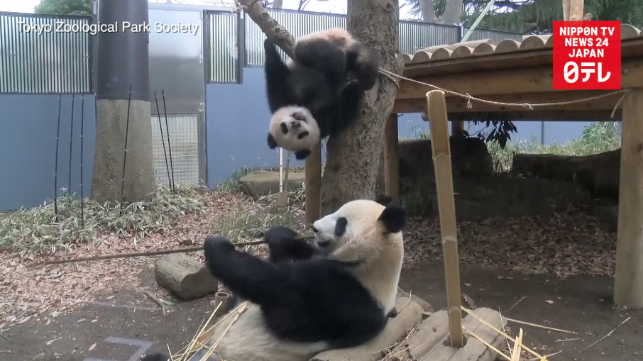 Xiang Xiang tests no-hands maneuver 