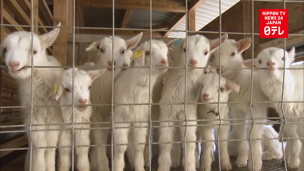 Baby boom at goat farm in southwest Japan