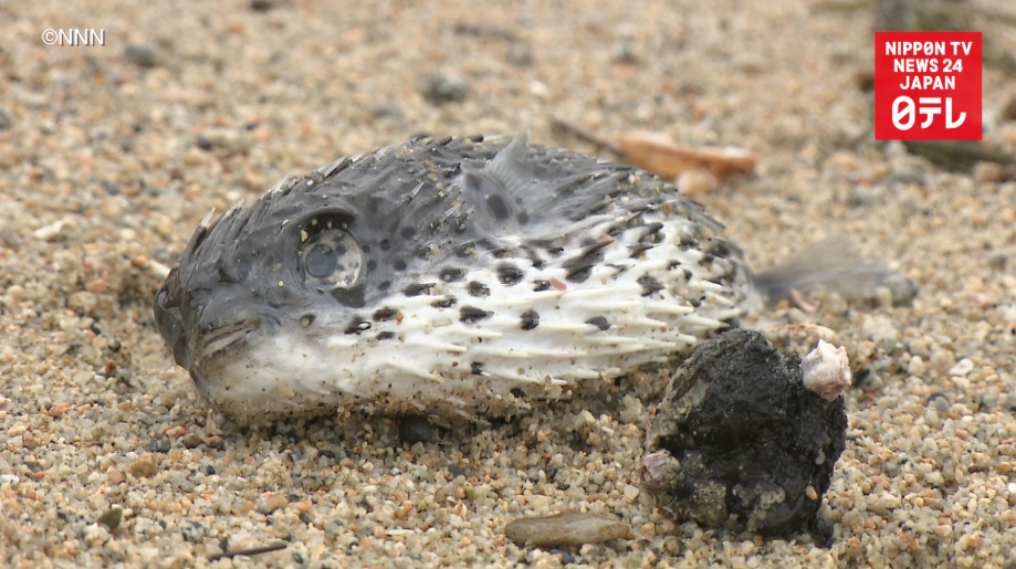 Cold wave triggers fish die-off  