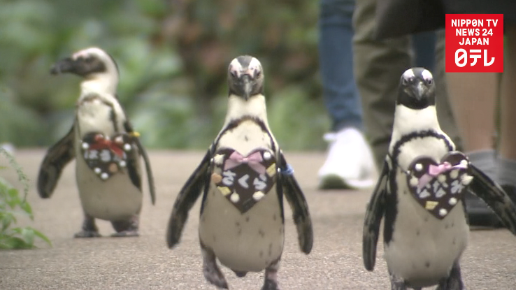 Penguins celebrate Valentine's Day 
