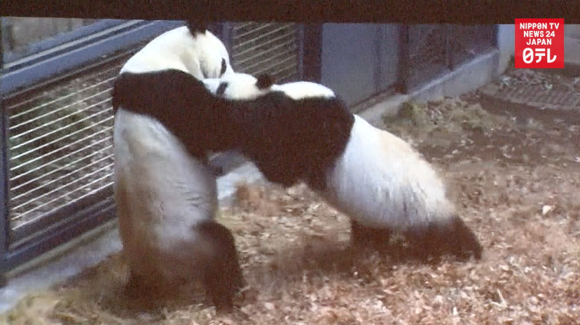 Giant panda couple battles it out  