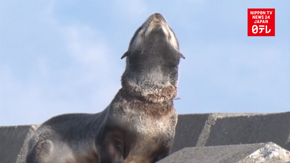 Injured fur seal found on Aomori beach