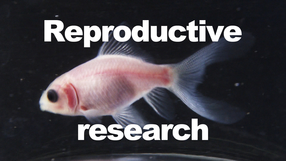 Looking inside a clear fish