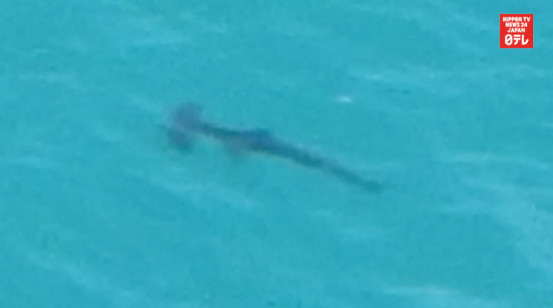 Hammerhead sightings cause beach closings