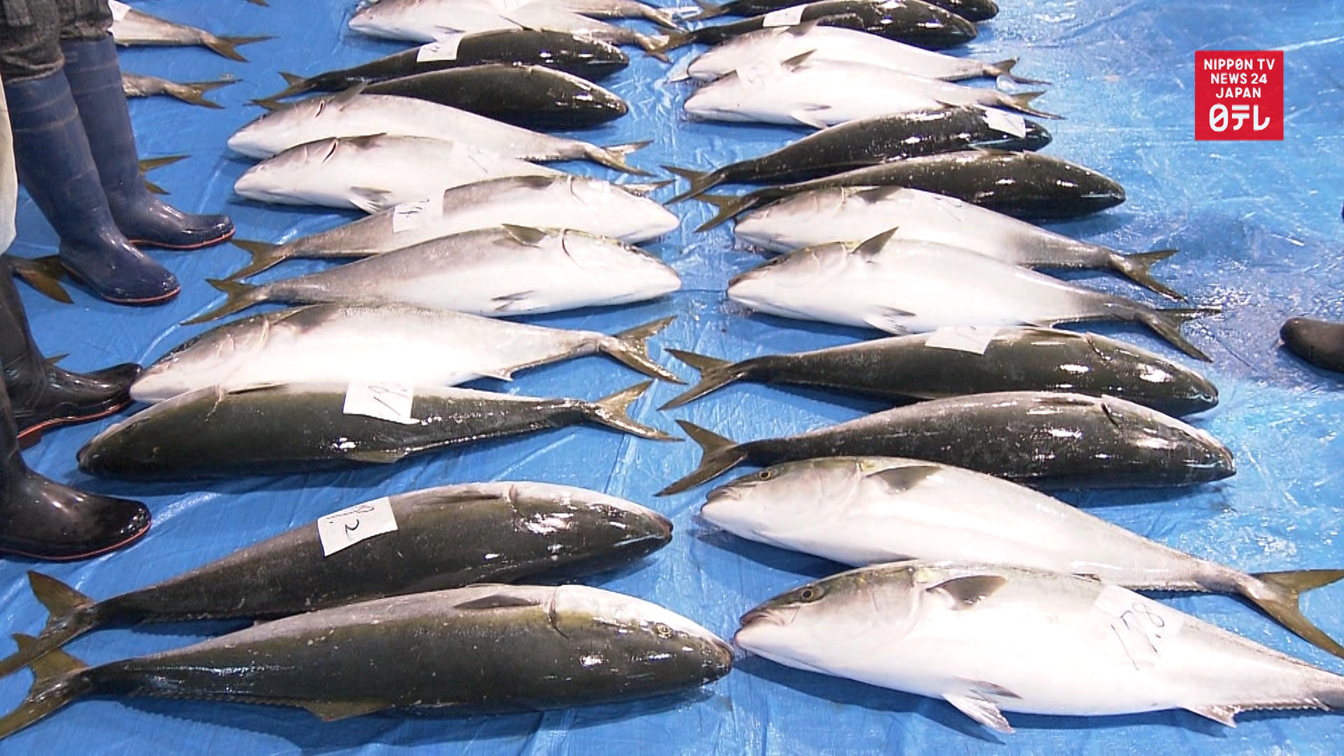 Yellowtail fishing begins off Toyama