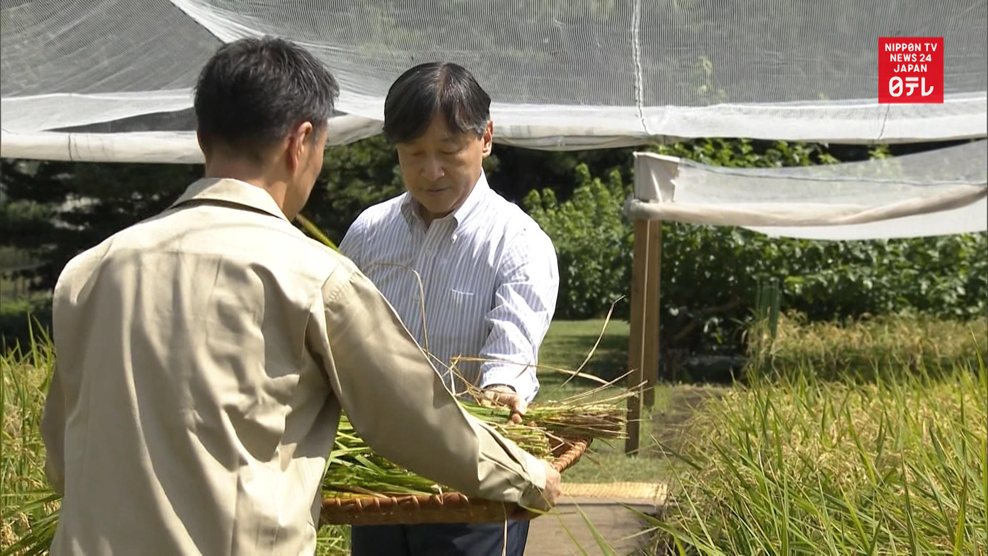 Emperor Naruhito harvests first rice