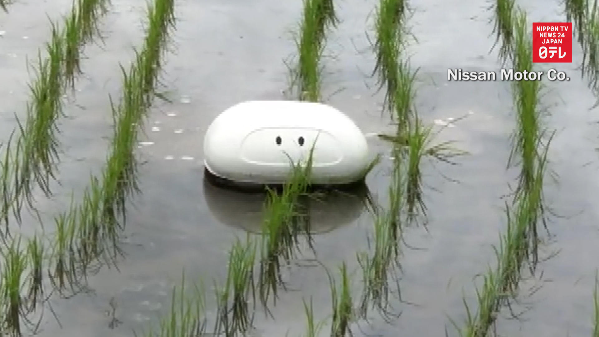 Duck robots help organic farming