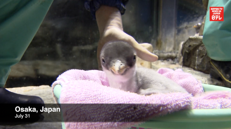 Baby penguin draws crowds