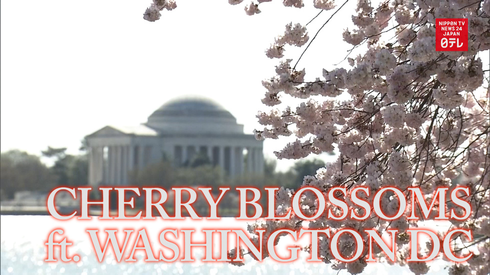 Cherry blossoms in full bloom in Washington DC