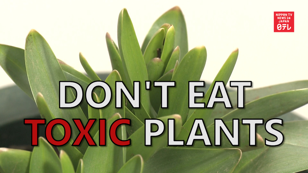 Gov't warns of eating toxic plants