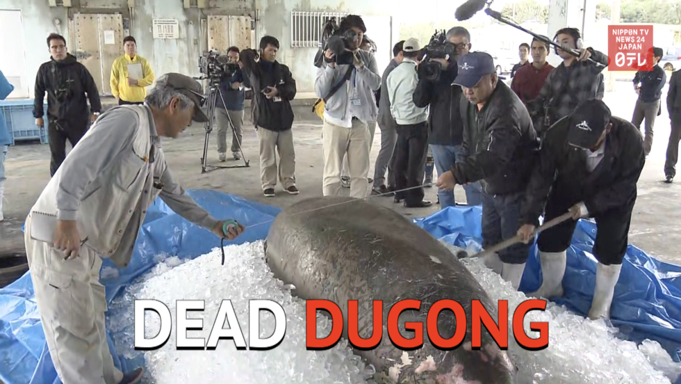 Dead dugong washes ashore