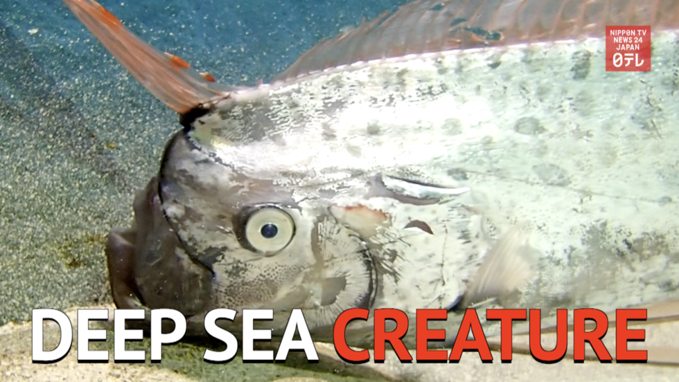 Deep sea giant caught alive