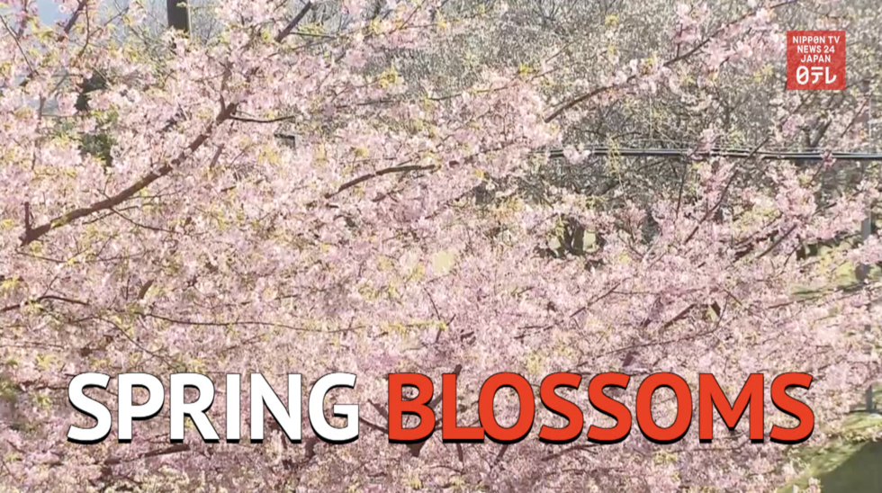 Plum and cherry blossoms in full bloom 