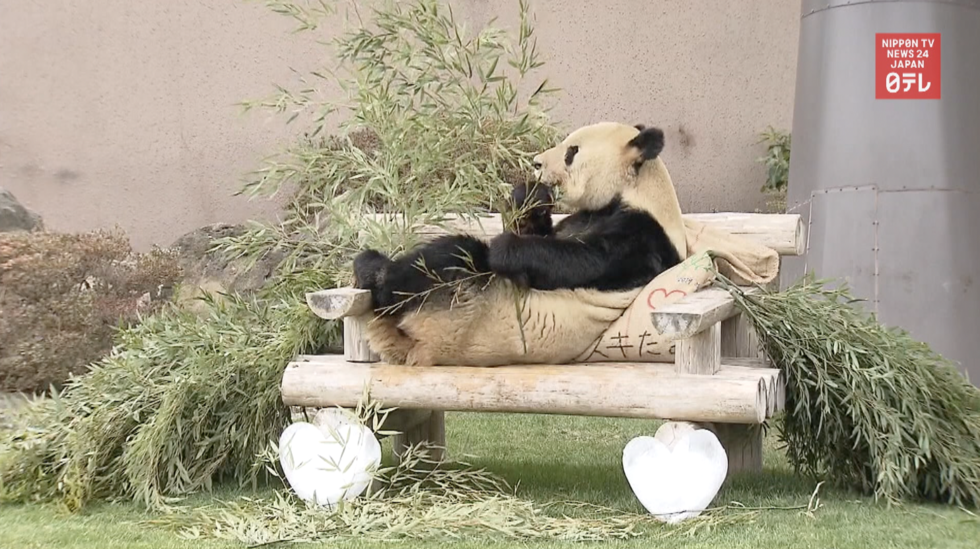 Lucky panda gets Valentine  