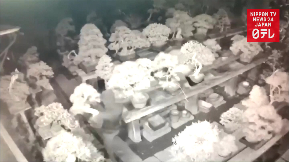 Bonsai trees worth many $100k stolen