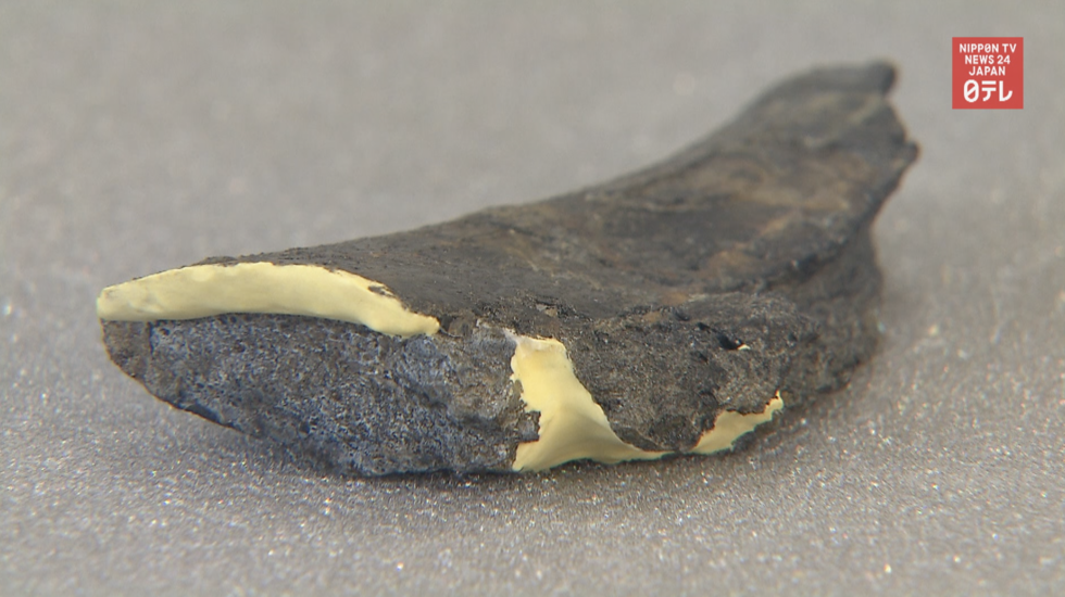 Dinosaur fossil among oldest found in Japan Nippon TV NEWS 24 JAPAN