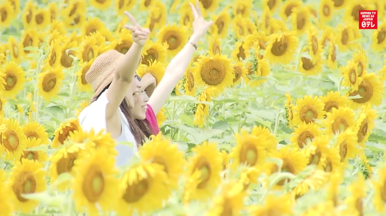 Sun shines on sunflower festival