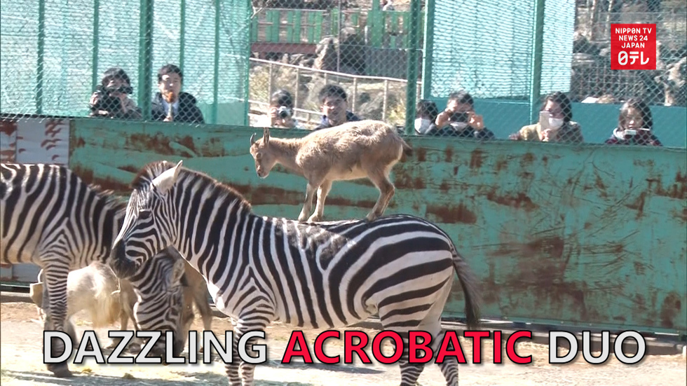 Unlikely acrobatic duo dazzles