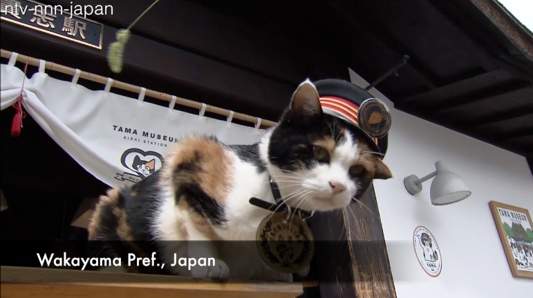 Feline stationmaster Tama dies