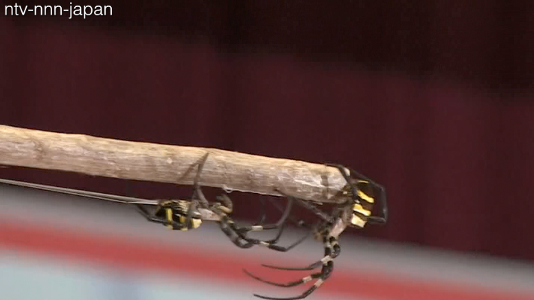 Spiders battle to be top dog