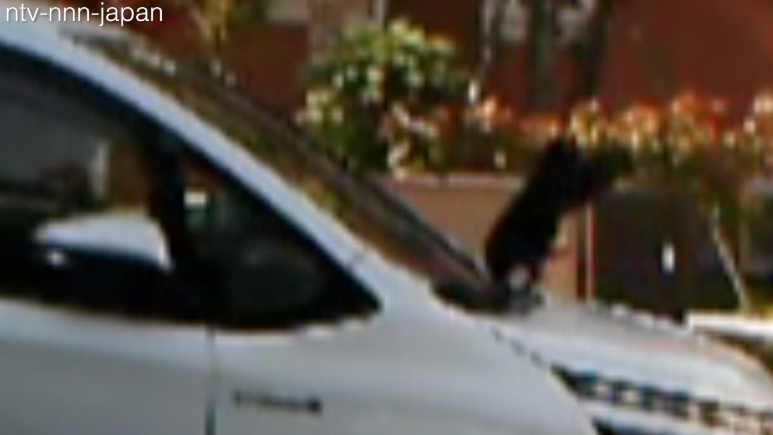 Crafty crow confounds car owners