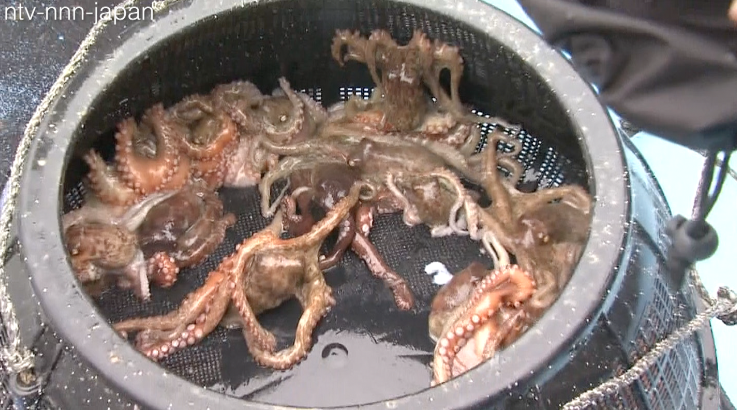Octopuses honored in traditional ceremony