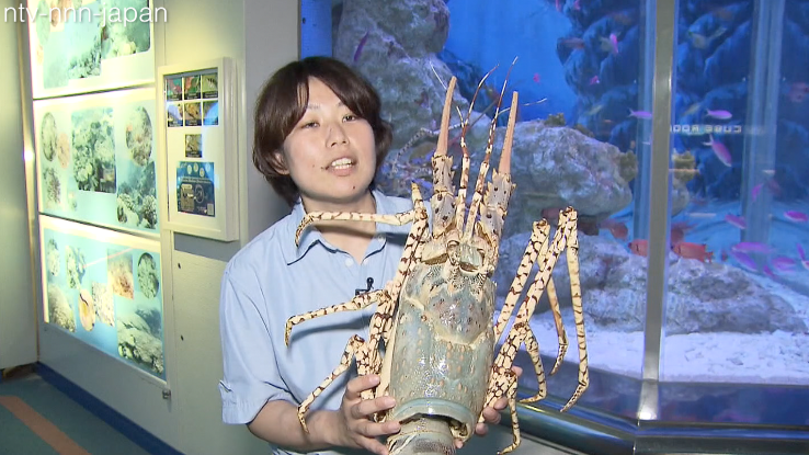 Rare footage shows giant shrimp molting