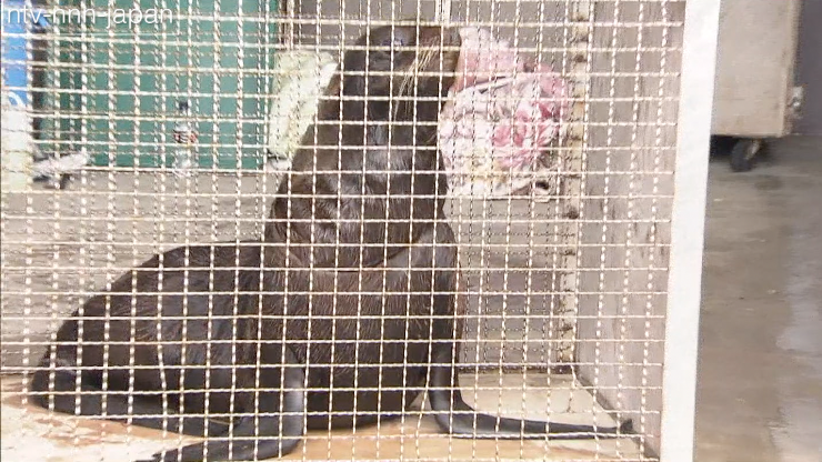 Injured seal returned to the ocean