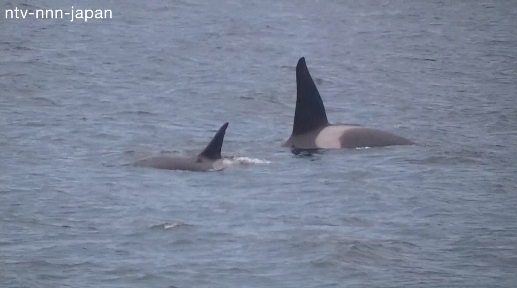 Killer whales appear in Tokyo Bay