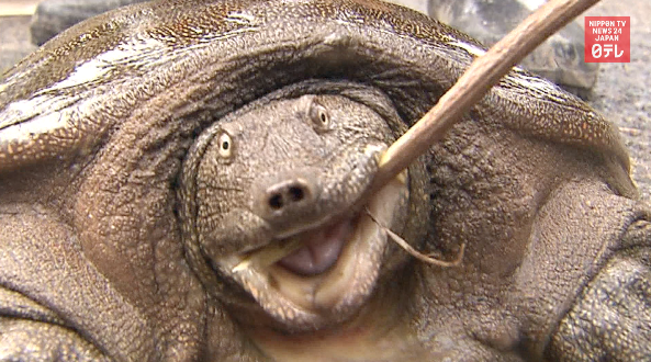 Tai-Tai the lucky turtle 