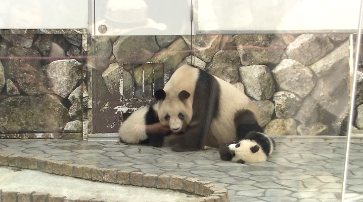 Twin pandas joined by mom