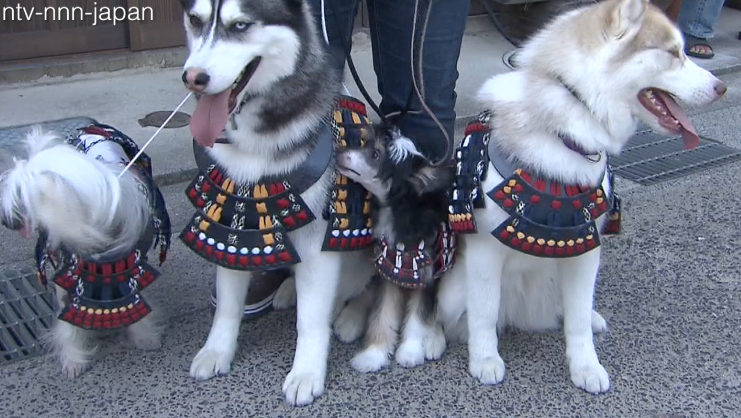 Armor: it's not just for humans anymore