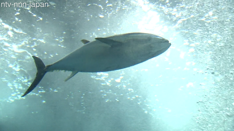 Bonito back after mystery deaths at Tokyo aquarium