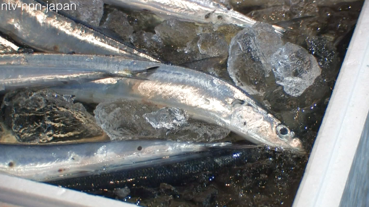 Saury catch limit cut to record low