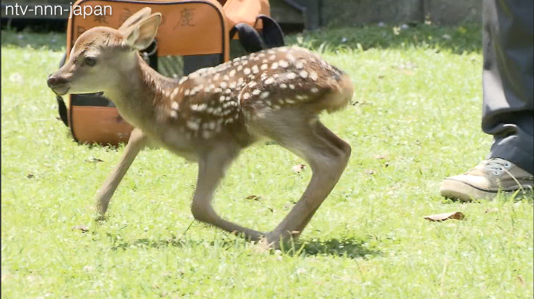 Year's first fawn born at Nara Park